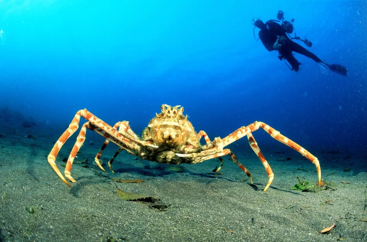 Nine Weird Crabs: Toxic Killers, Giant Shellade Barbarians, and Other Ocean Oddities