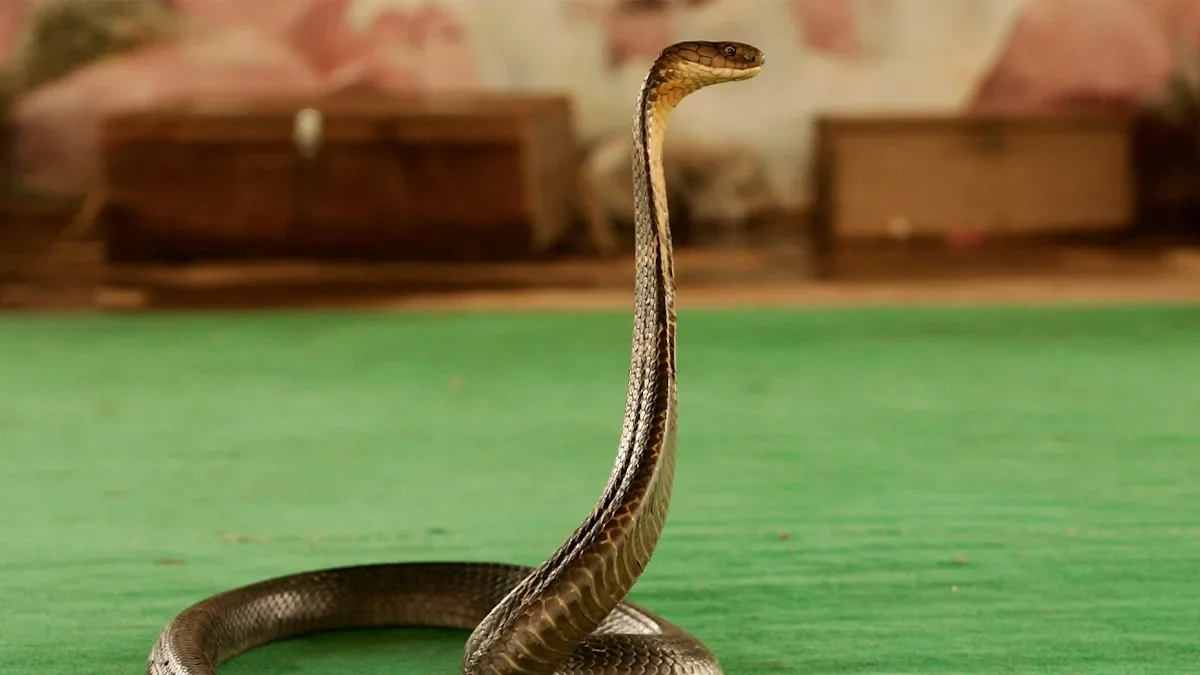 Snake-show tragedy at Egyptian resort leaves German tourist dead