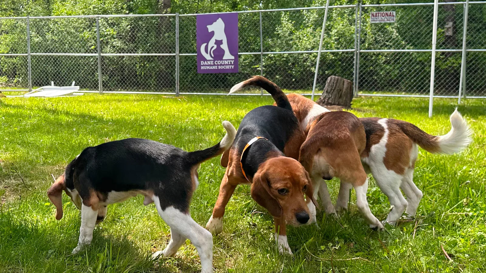 Wisconsin beagle farm closes as 475 dogs head to Florida rescue
