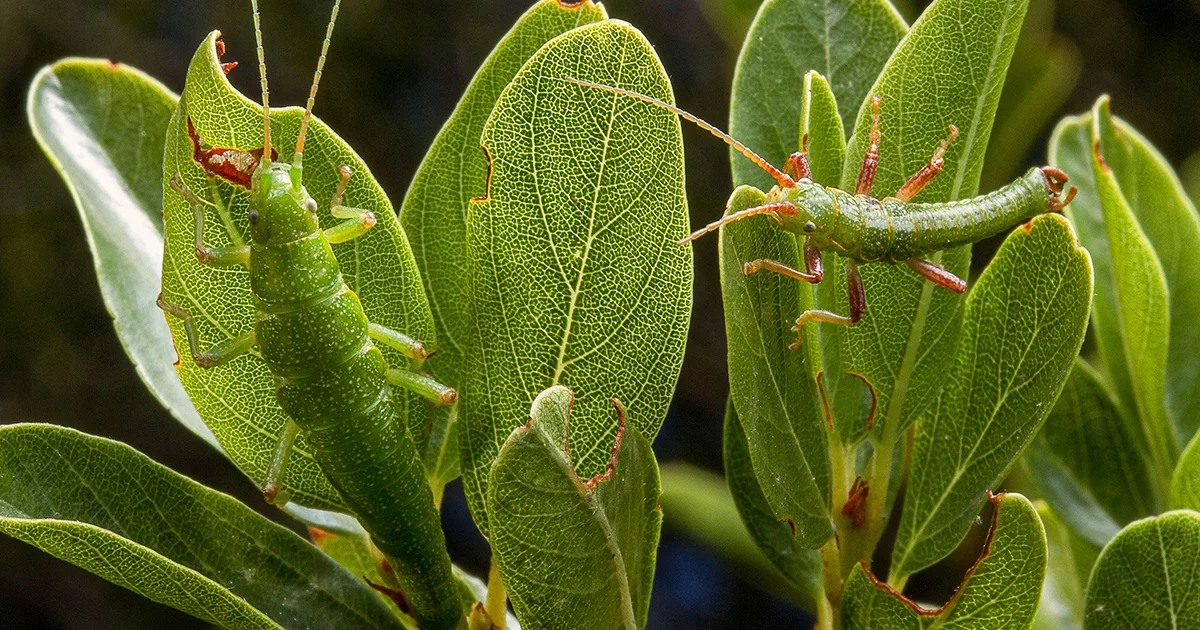 Ecotypes as Genetic Time Capsules: How Local Adaptations Persist Within a Single Species