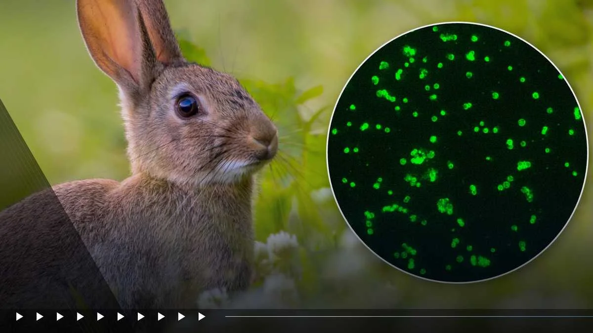 Suffolk County reports three probable tularemia cases amid rabbit fever warnings