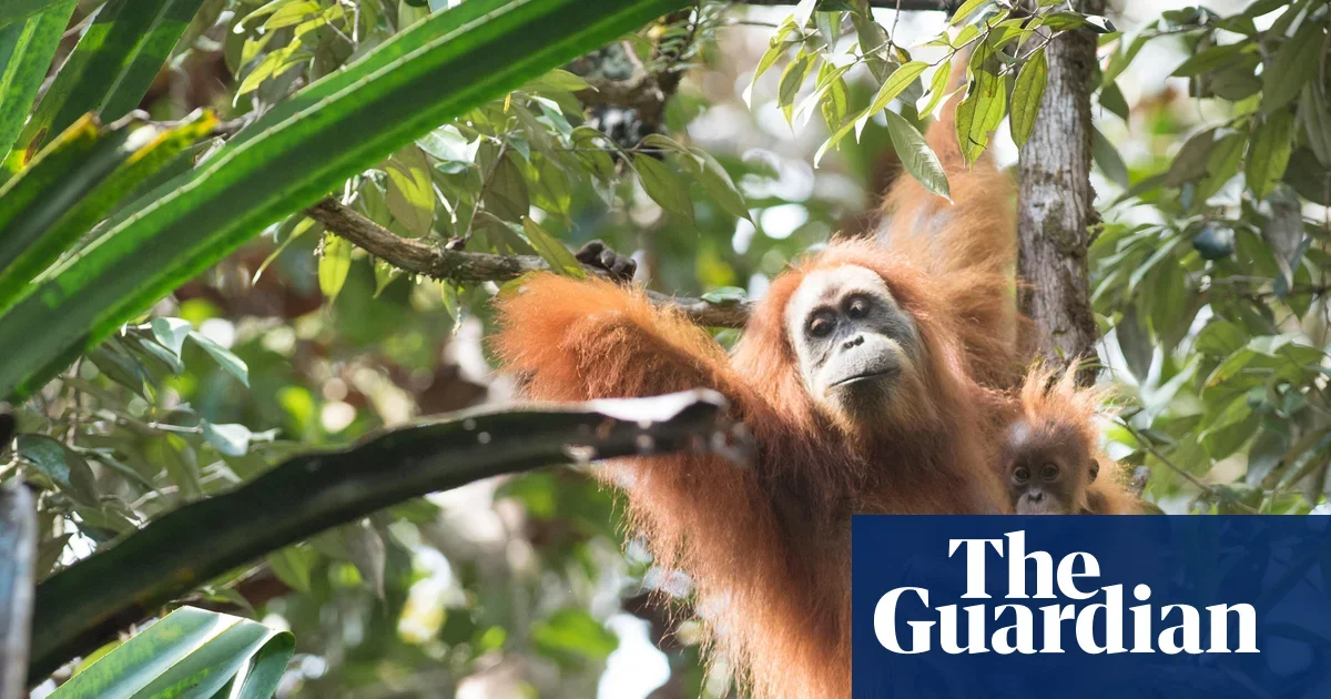 Catastrophic rains wipe out 7% of the world’s rare Tapanuli orangutans, sparking extinction fears