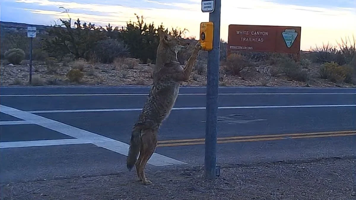 Snopes debunks AI-generated coyote crosswalk image as a hoax