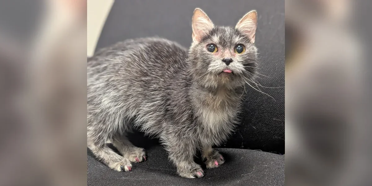Tiny Munchkin Cat's Health Odyssey Sparks Adoption Hope