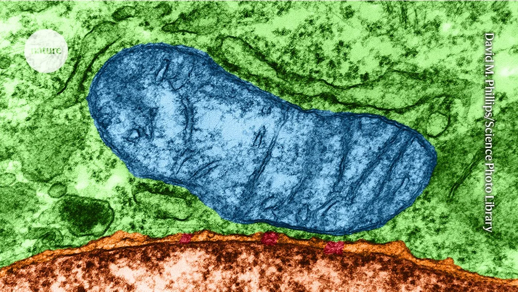 Mitochondria shed membranes to forge new organelles during infection, hinting at cell evolution