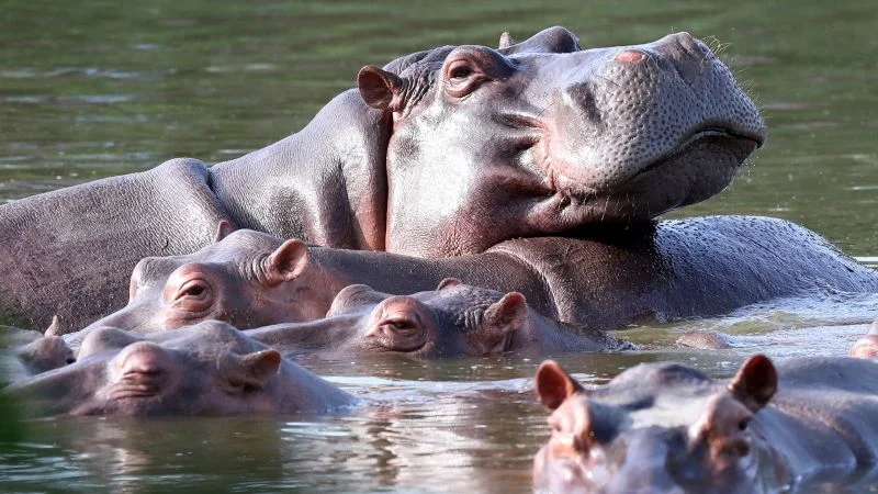 Ambani heir offers refuge for Pablo Escobar’s hippos in India