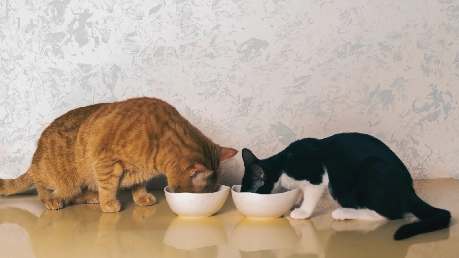 Cats Eat by Scent: How Smell Drives Their Half-Finished Meals