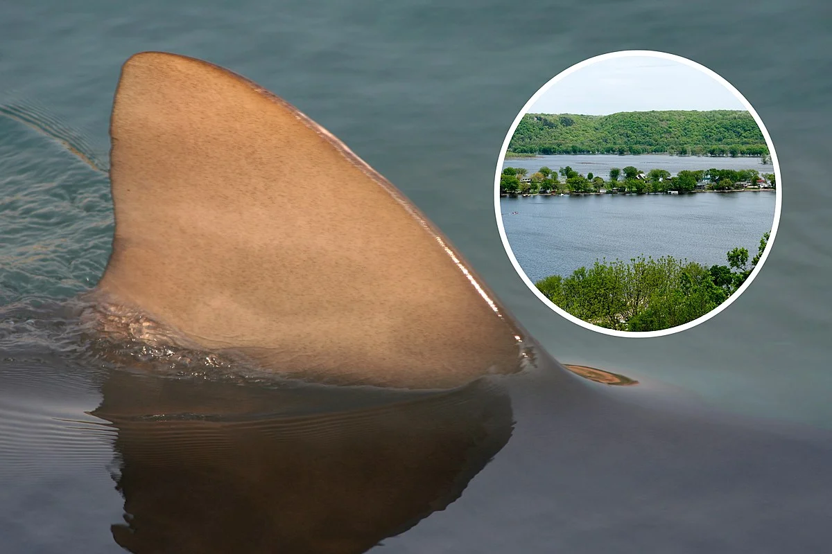 Sharks in the Mississippi River: Myth or Reality?