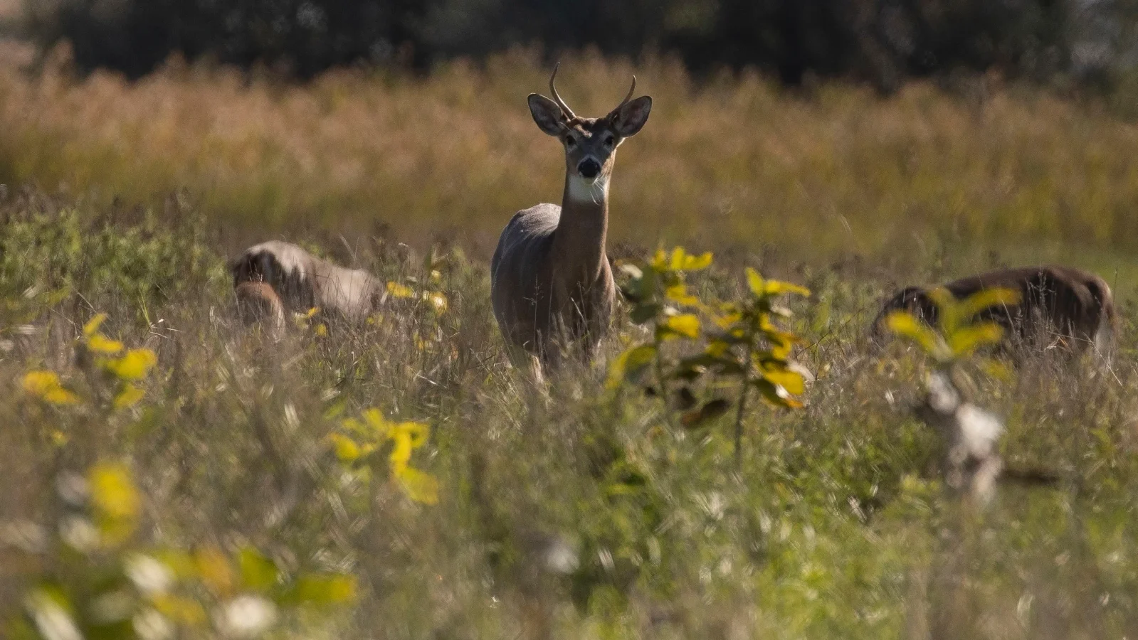 Midge-borne virus linked to fatal internal bleeding in Michigan deer