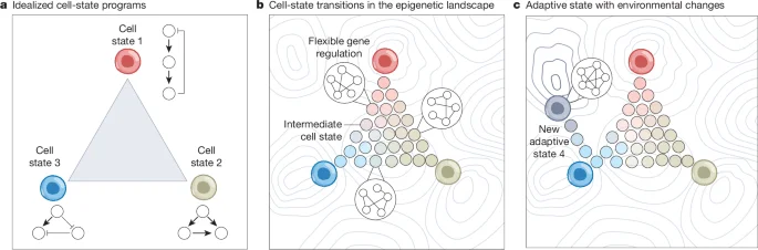 AP-1–driven memory enables adaptive cancer genome regulation