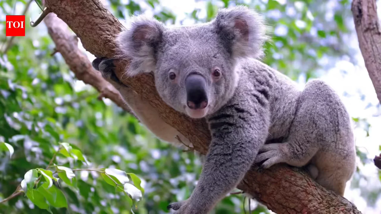 Ancient climate shifts nearly wiped koalas out 100,000 years ago, DNA reveals