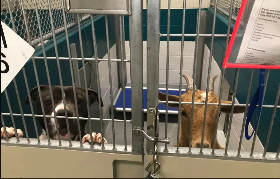 "Unlikely Duo: Rescue Dog and Goat Form Inseparable Friendship at Wake County Shelter"