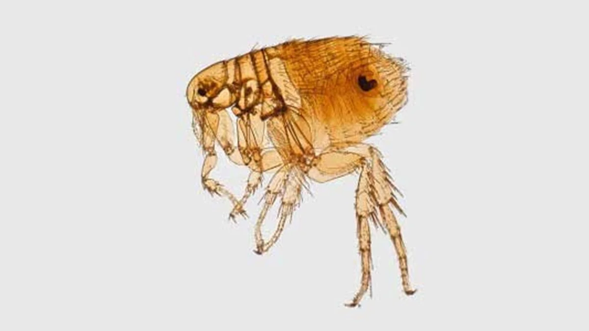 Santa Fe County reports NM’s first human plague fatality of the year