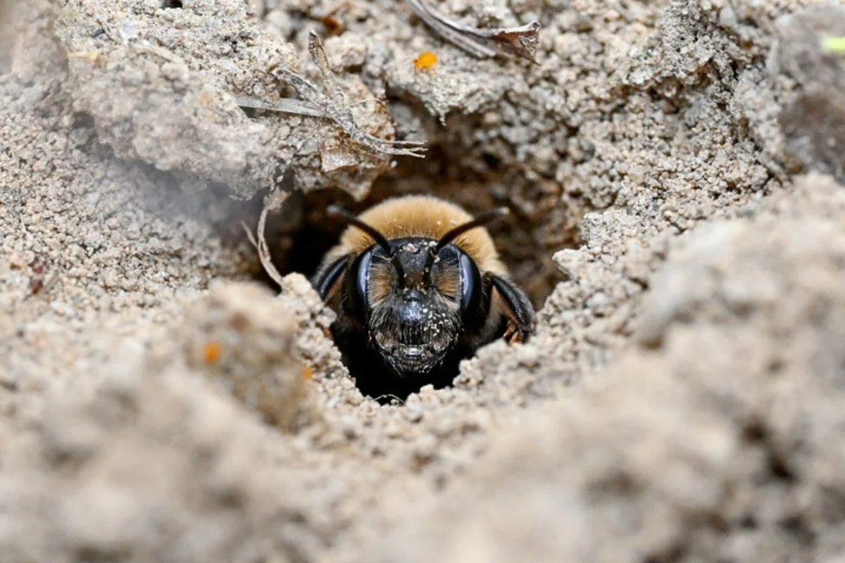Ithaca Cemetery Hides One of the World’s Largest Bee Colonies