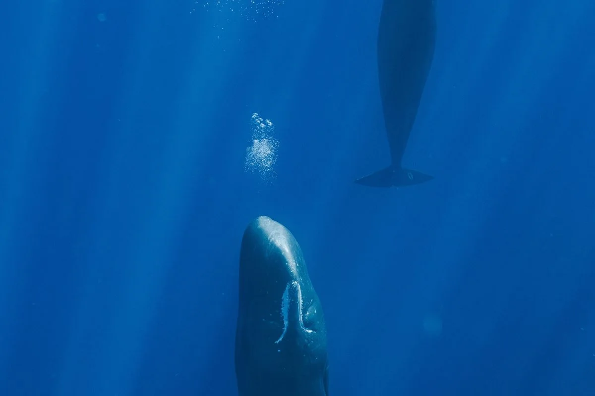 Bubble bursts help sperm whales stay neutrally buoyant while napping