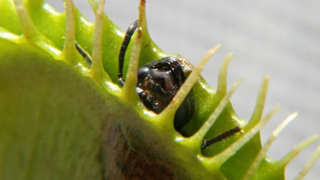 Venus flytrap’s rapid snap traced to flexible cell walls