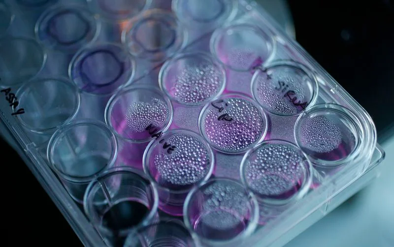 Asthma medicine boosts cancer immunotherapy performance, early findings suggest