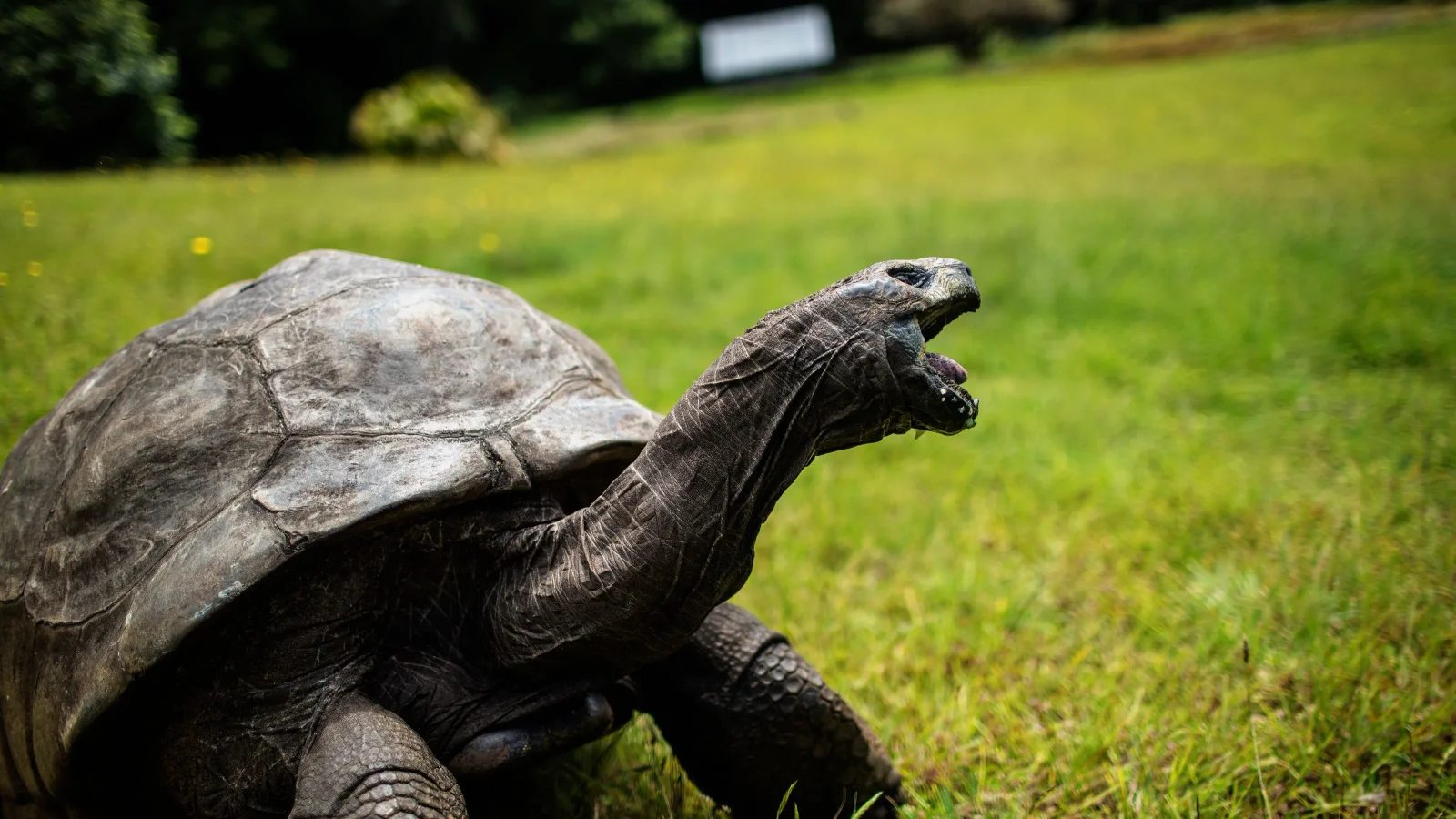 Ancient tortoise Jonathan crowned Guinness World Records Icon