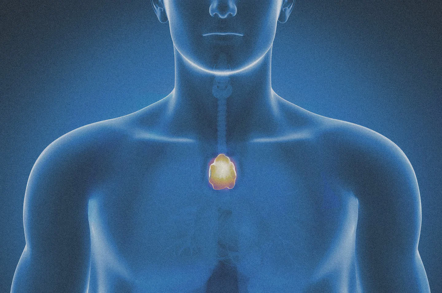 Thymus Revealed as Key Regulator of Aging and Cancer Risk