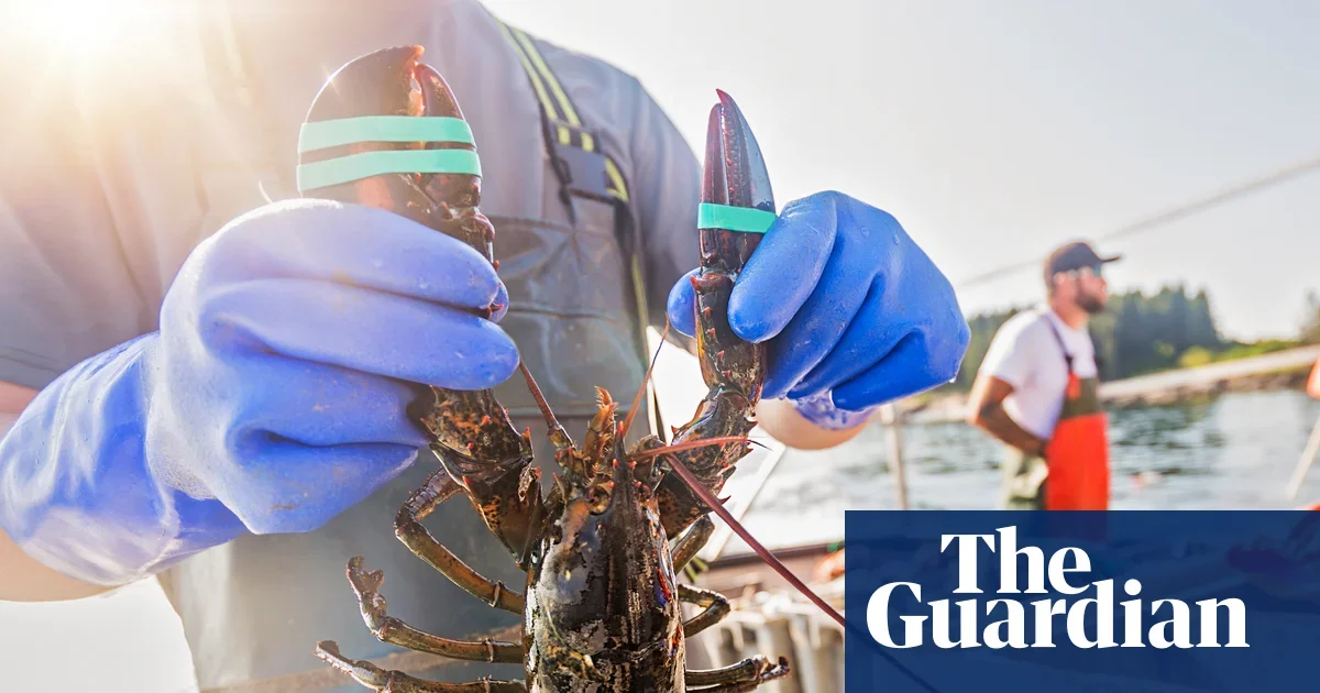 Lobsters, warming seas and the hunt for an ocean carbon fix
