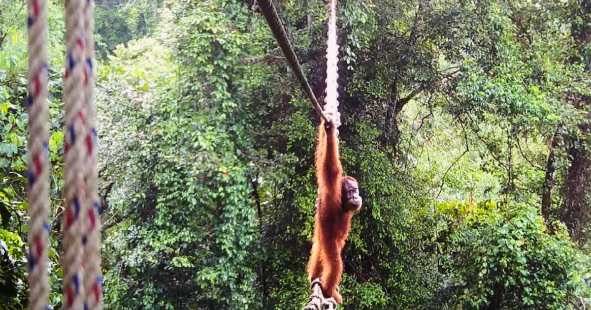 First Sumatran Orangutan Crosses Public Road via Canopy Bridge