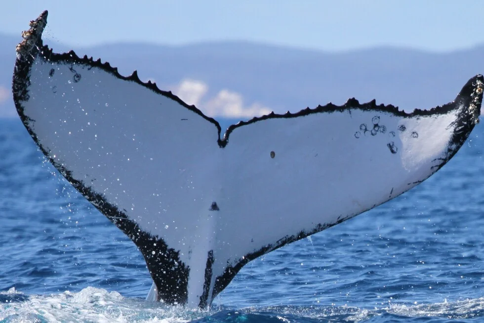 Humpback whales log a 9,000-mile record migration from Australia to Brazil