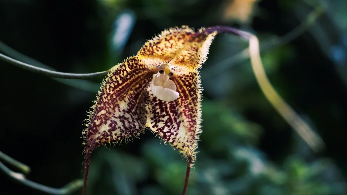 Gothic Orchids in Global Crossfire: The Dracula Trade Threatening Rare Species