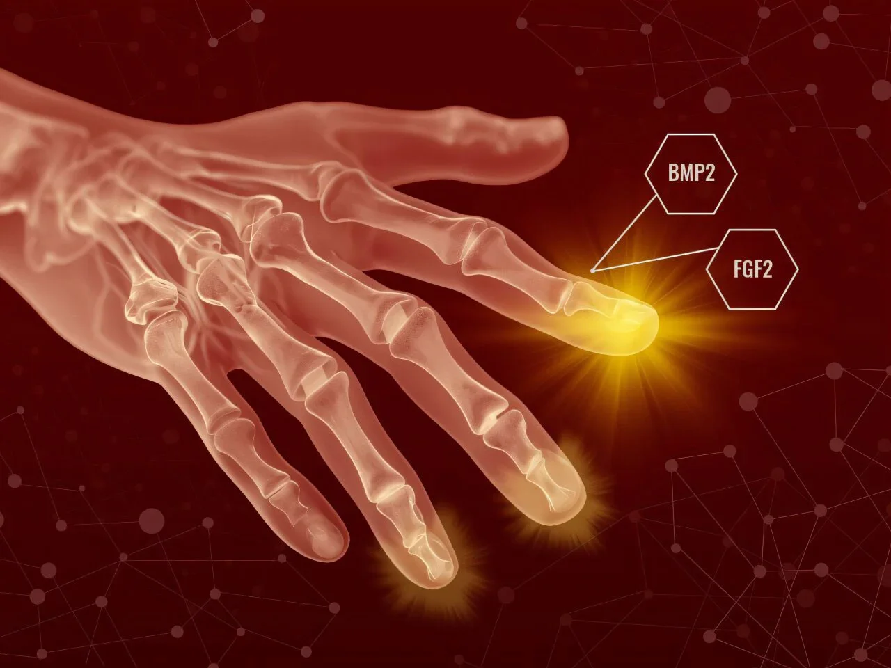 Two-Step Growth Factor Therapy Sparks Regeneration in Mice