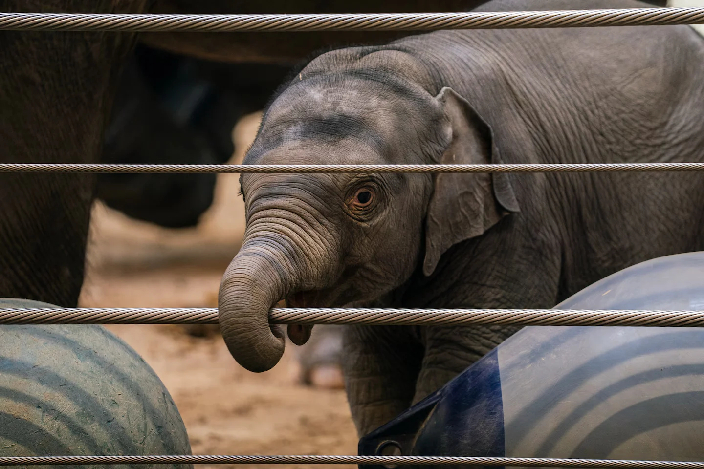 National Zoo reveals long-awaited baby elephant as Linh Mai enters the scene