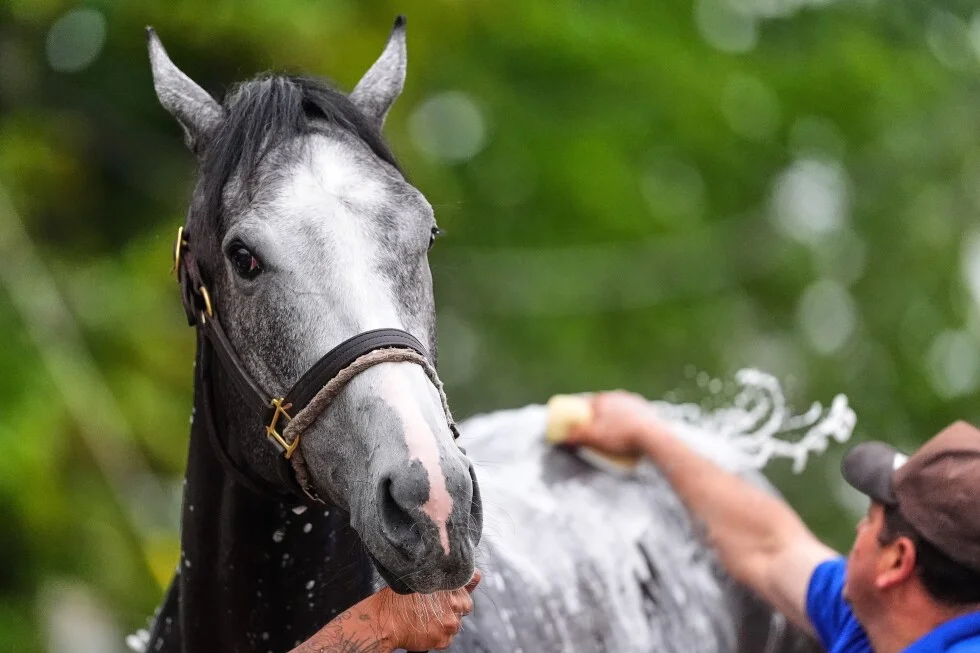 Great White Scratched Late From Derby After Jockey Flip, Horse Reported Fine