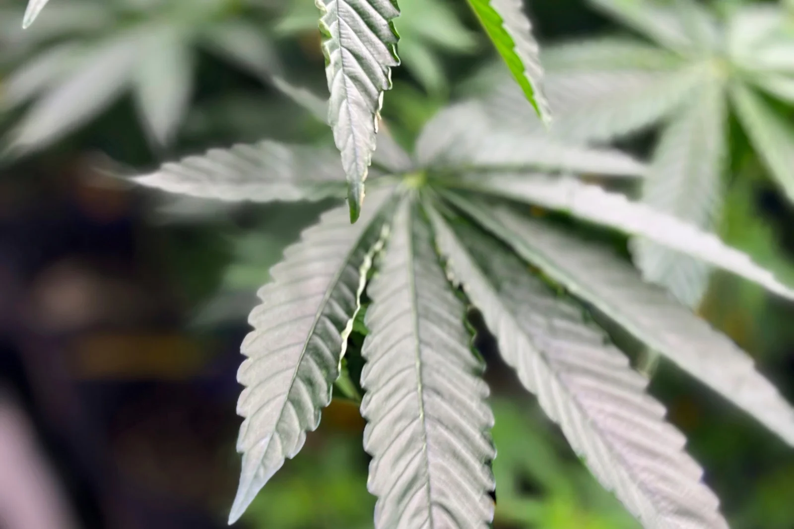 Virginia governor vetoes cannabis marketplace plan, pledges resumption of talks next session