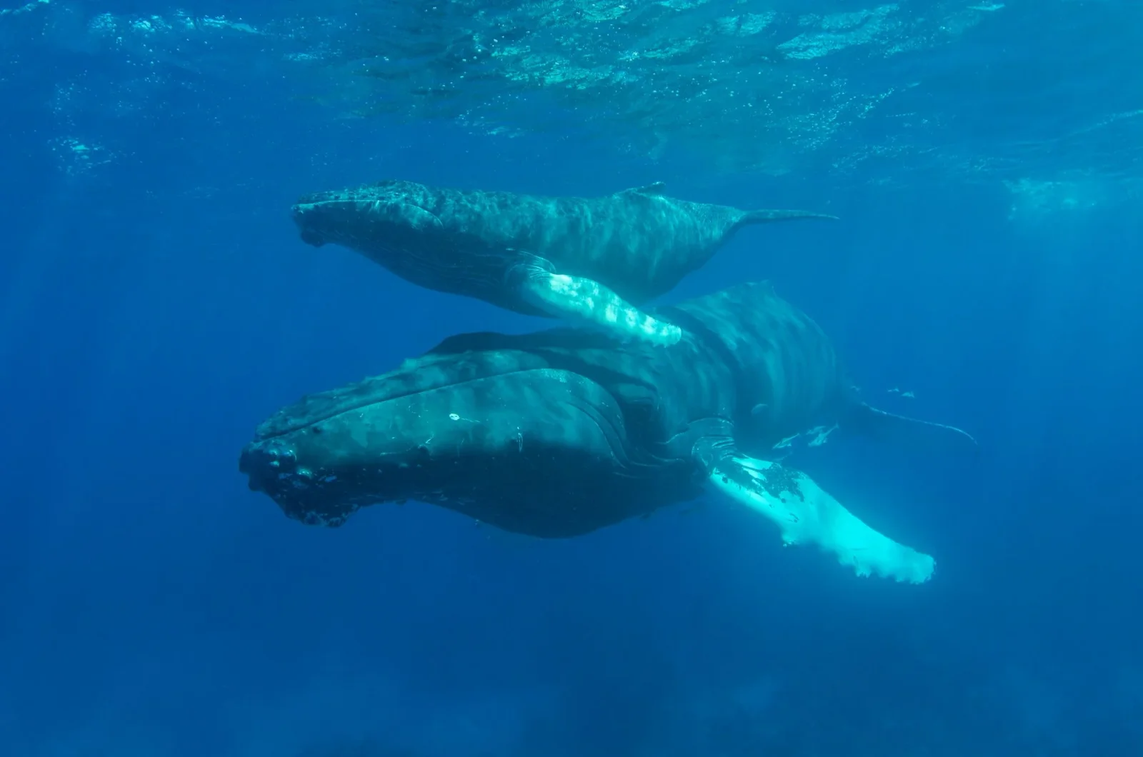 Tasmanian births extend humpback calving zone by 1,500 km