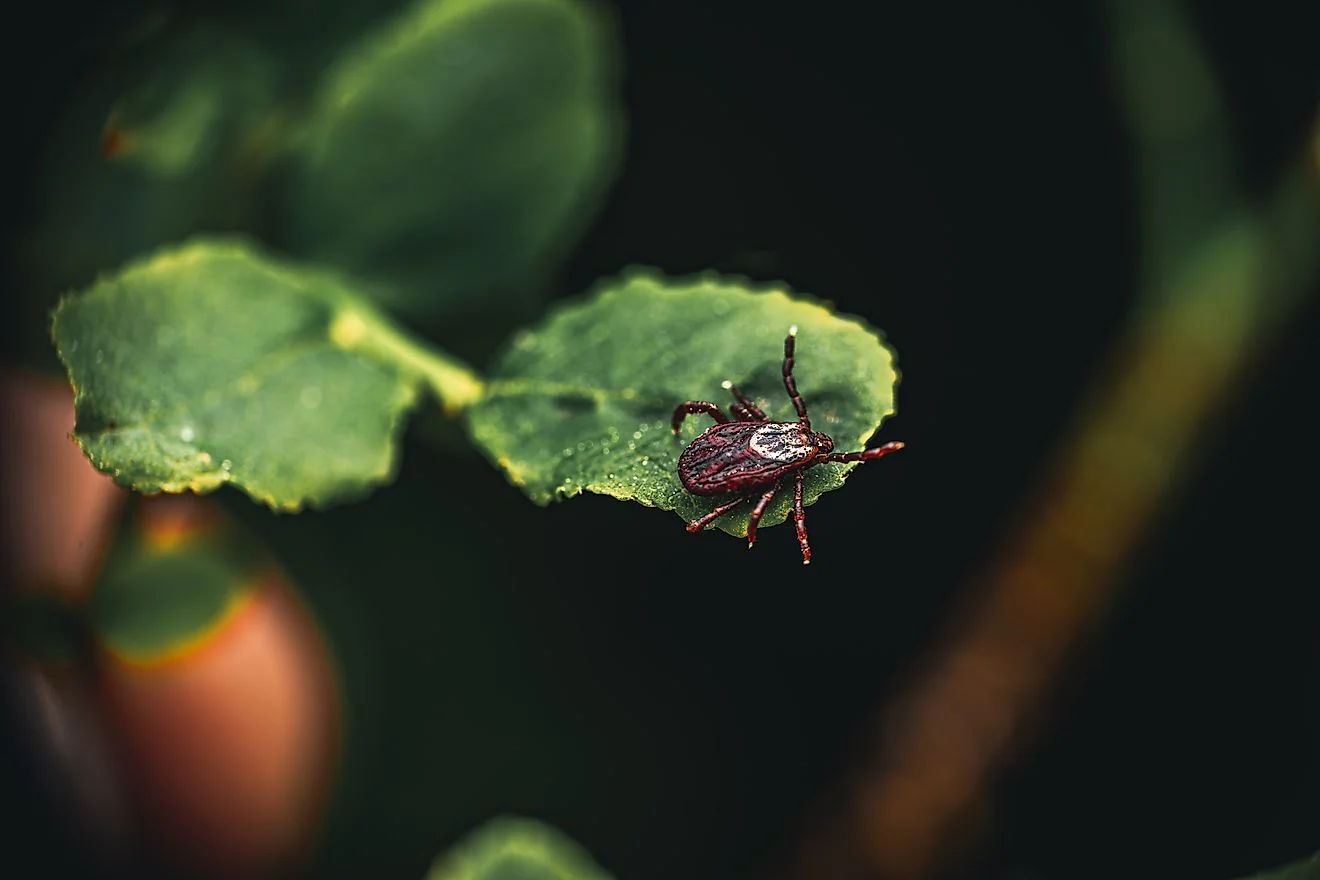 Hiking in Tick Country: The US Parks Battling Lyme Disease