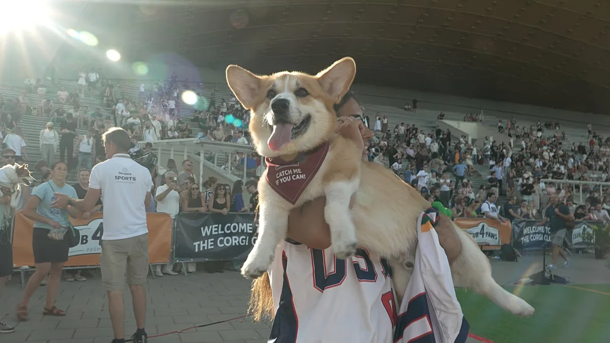 Corgi Carnival Graces Vilnius as 150 Dogs Race for Glory