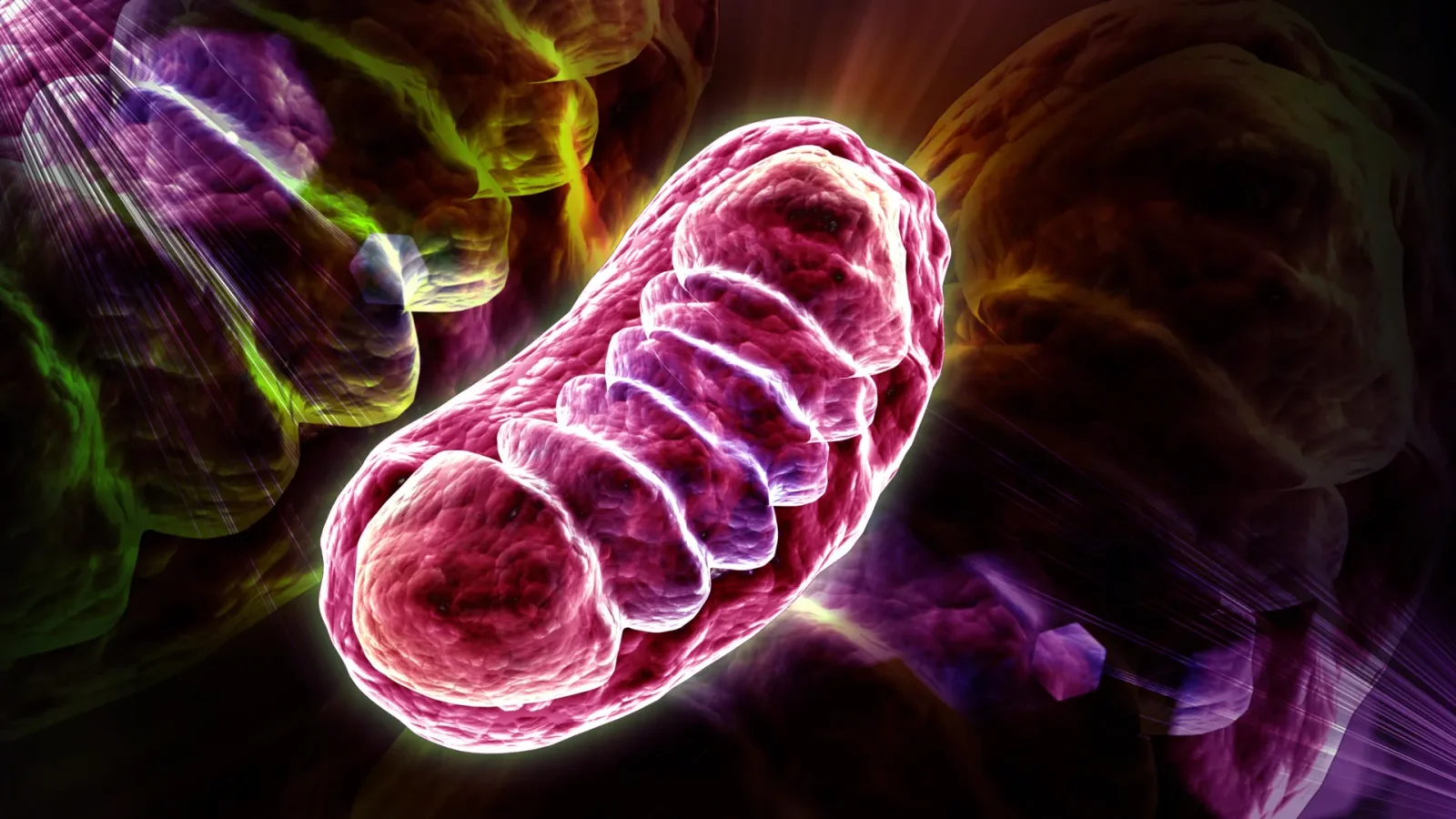 Aging Rewired: Phosphatidylcholine Diet Revives Mitochondria