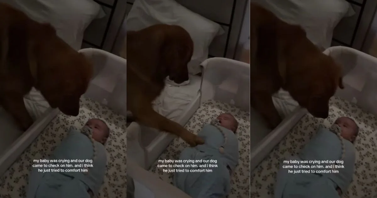 Paw of Comfort: Golden Retriever Calms Crying Baby