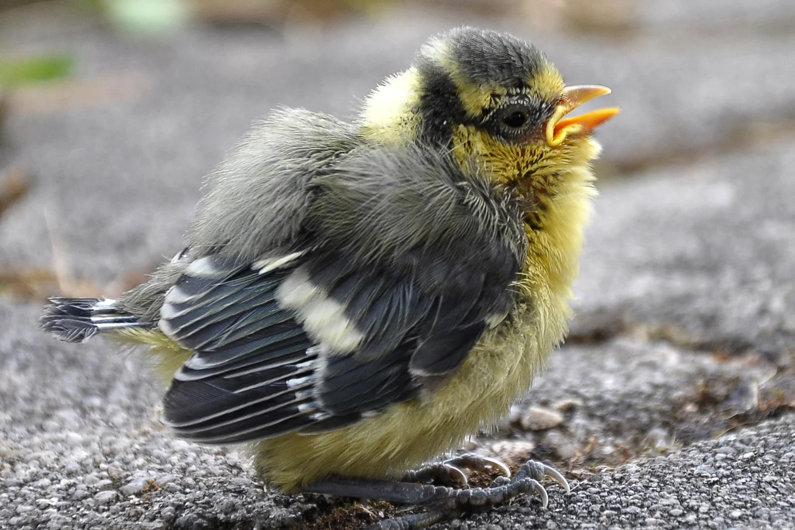 Urban Birds Flee From Women Faster Than From Men