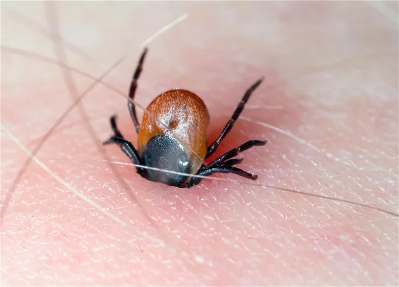 China identifies ALTNV, a new tick-borne virus linked to SFTS-like illness