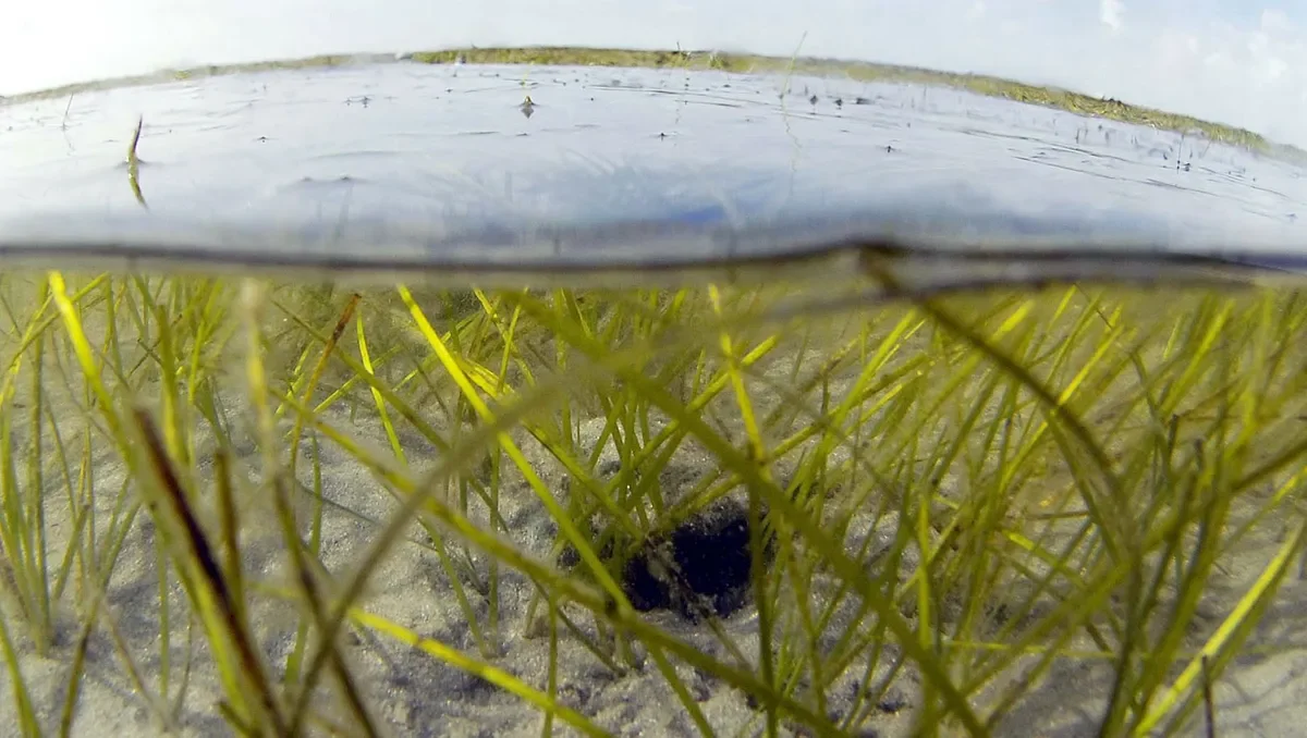 "Flesh-Eating Bacteria Claims Lives in Florida's Tampa Bay Area"