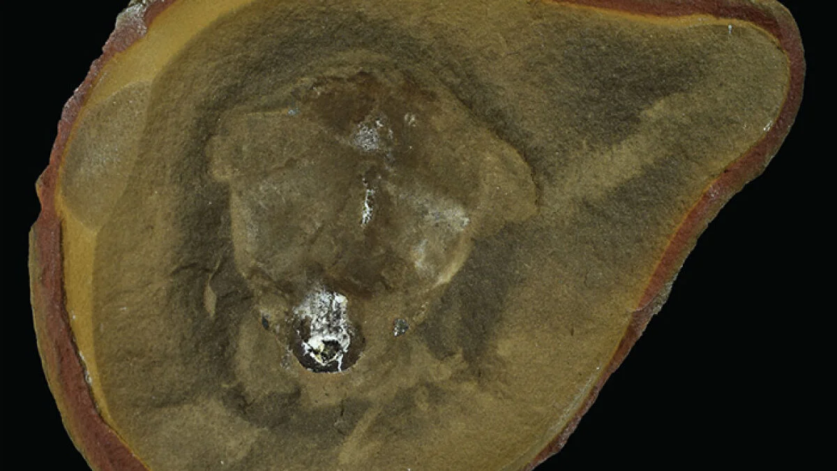 Ancient fossil once hailed as the oldest octopus reclassified as a nautiloid