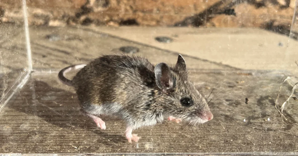 Colorado reports fatal hantavirus case, urges rodent precautions