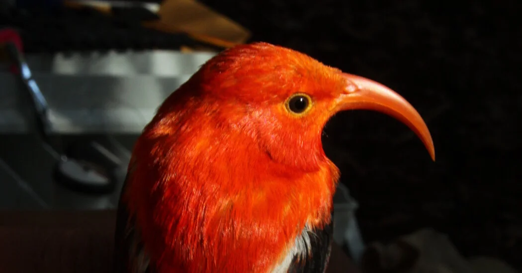 Nest Heists Reveal Why Hawaii's Honeycreepers Steal Materials
