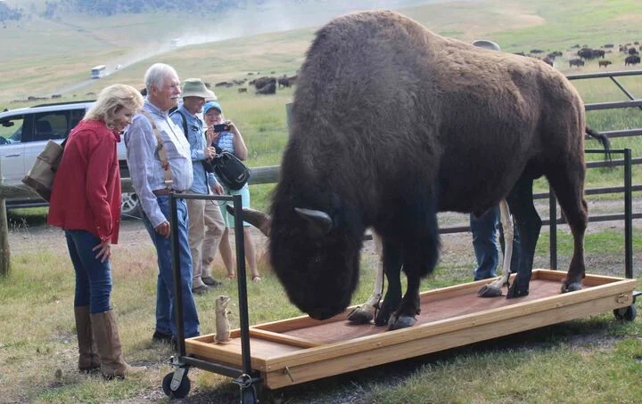 Ted Turner’s Conservation Legacy Endures After His Death