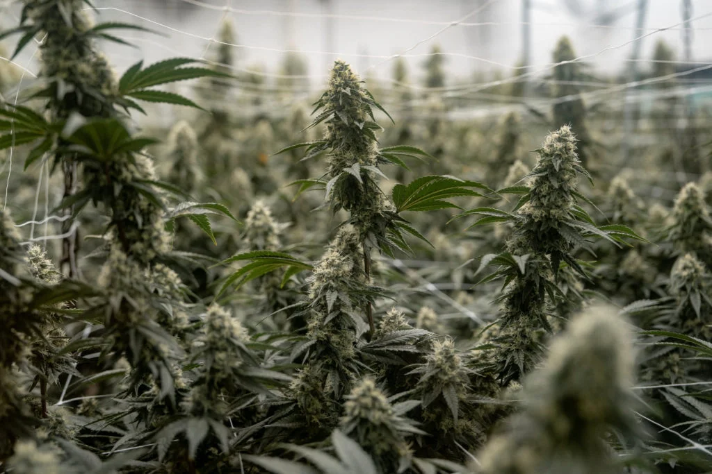 Trump downgrades federal classification of state-licensed medical marijuana