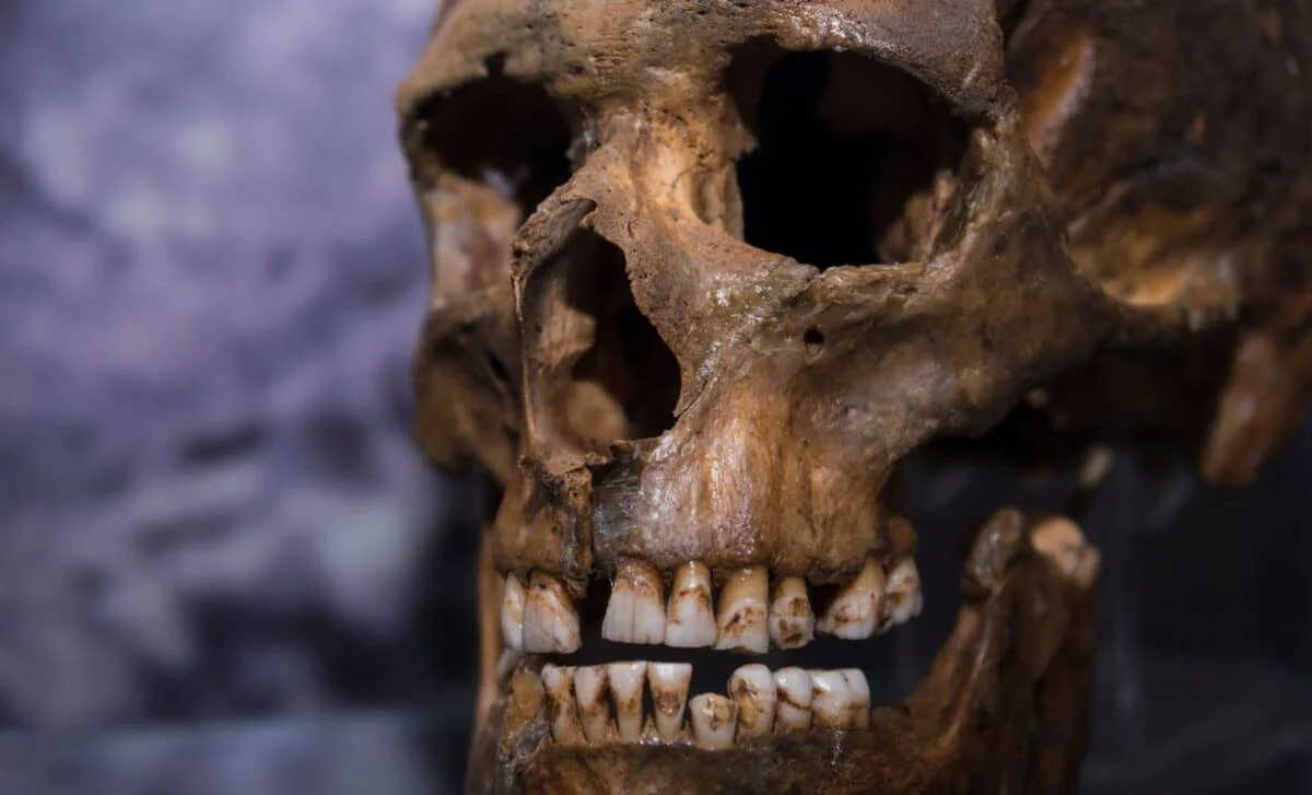 Living Brain Data Upend the Neanderthal-Cognition Narrative