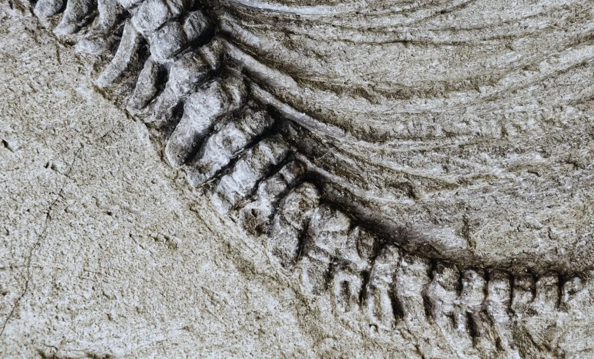 Patagonia's 100-Foot Titanosaur Fossil Cracks Road During Move