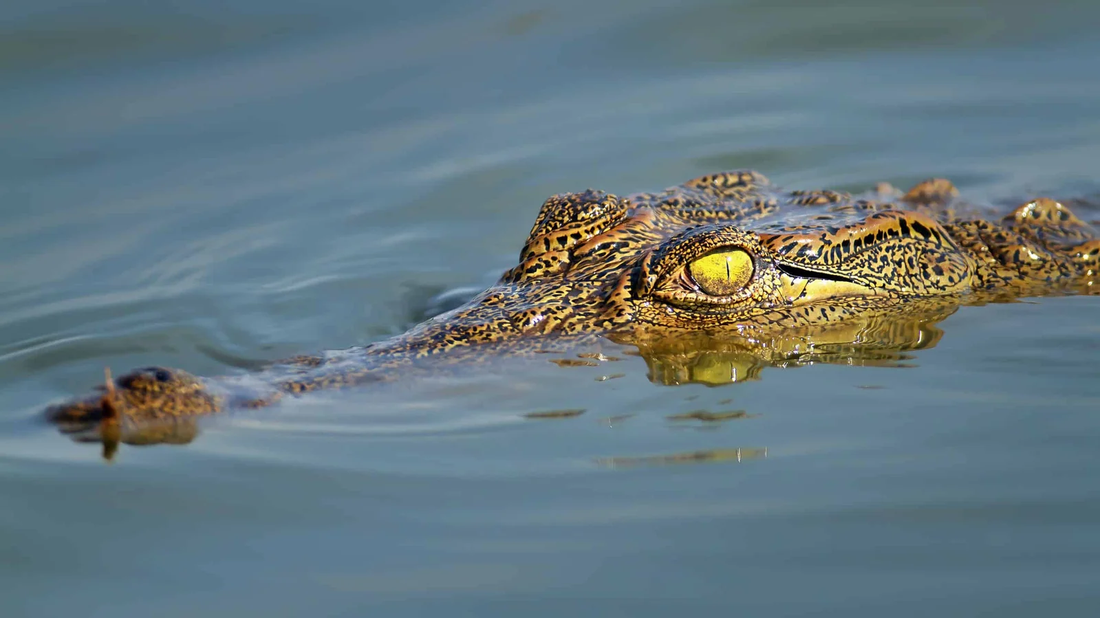 Osama the Crocodile: 83 Fatal Attacks in a Ugandan Fishing Village