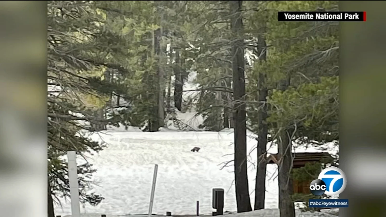 Second Wolverine Sighting in California in 100 Years Confirmed