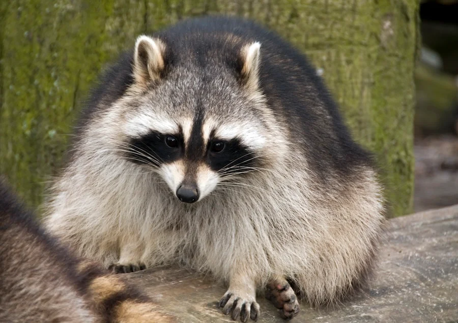 Distemper confirmed in local raccoons amid spike in sick wildlife