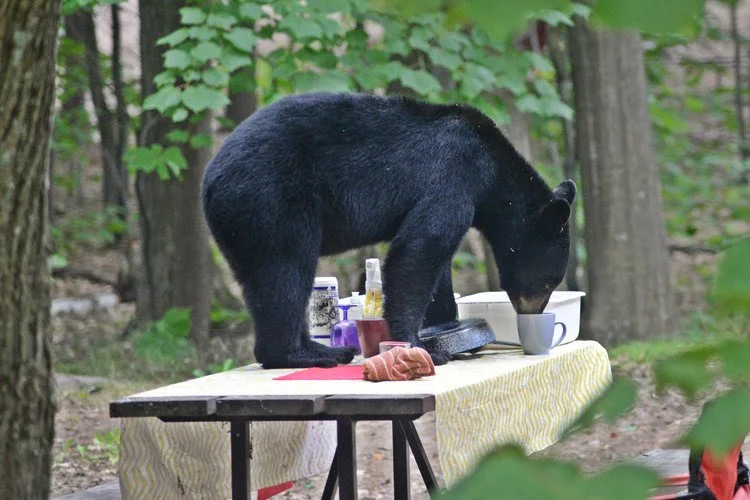 Drought-fueled bear attack ends in euthanization near South Platte